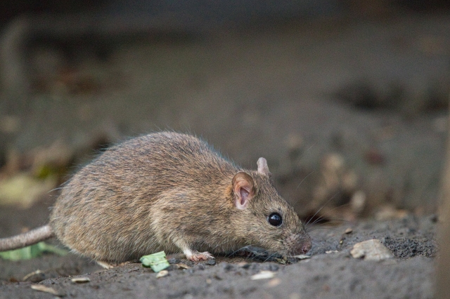 ネズミの種類とネズミ駆除についてプロが教えてくれます！